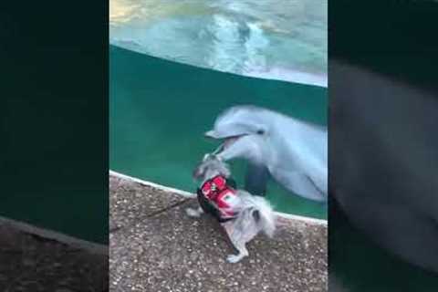 Adorable Dolphin & Puppy Become BFFs!