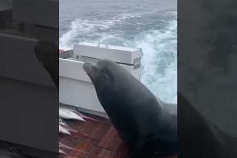 Sea Lion LEAPS onto Boat for Fish!