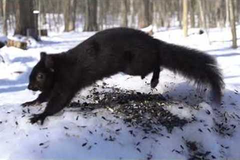 Animals in a Snowy Forest - 10 Hour Video for Pets - Feb 20, 2023