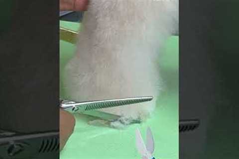 Poodle Into Bichon Grooming Transformation  🐾😍