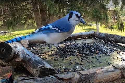 Blue Jays and Backyard Birds at the Feeder - 10 Hours - Feb 21, 2023