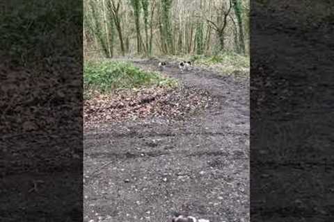 Excited English Springers ZOOM Around!