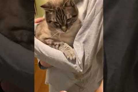 Cat Swats Tofu out of Pet Parent's Hand