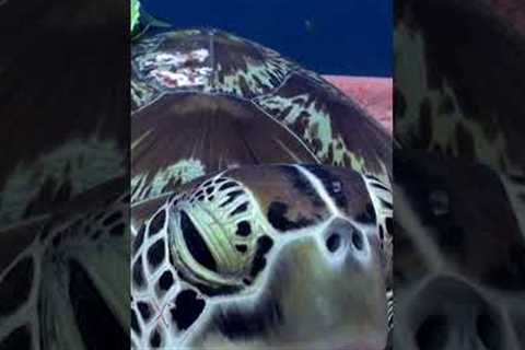 Adorable Sea Turtle Naps in Sponge!