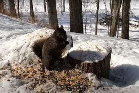 Sunday Morning Brunch for Birds and Squirrels - 10 Hours - Feb 26, 2023