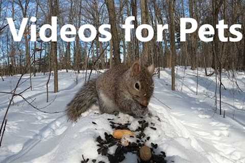 Animals Playing in the Snow - 10 Hour Video for Pets - Feb 27, 2023