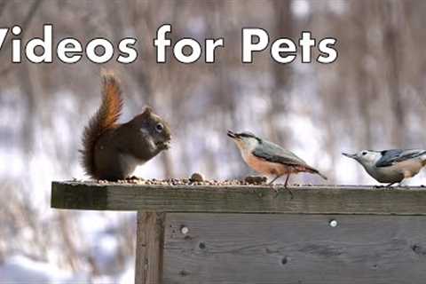 Red Squirrels and Birds on the Boardwalk - 10 Hours - Feb 28, 2023