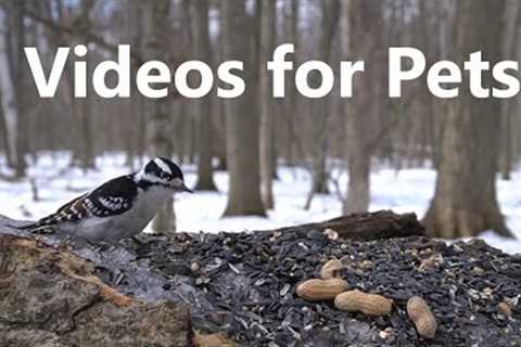 Woodpeckers, Chickadees, Nuthatches and Squirrels in the Forest - 10 Hours - Mar 01, 2023