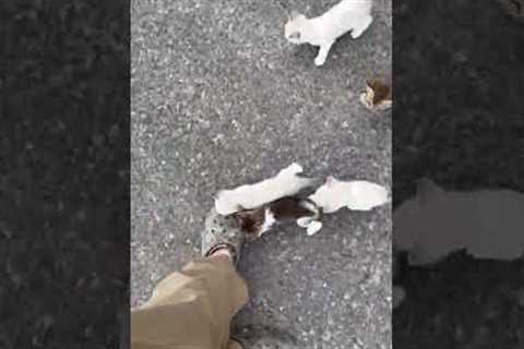 Man Gets Ambushed by Adorable Kittens!