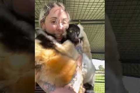 Adorable Lemurs Give Person a Group Hug!