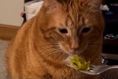 This Cat Hates Vegetables | Funniest Pets Of The Week