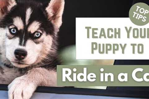 How to Teach Your Puppy to Ride in a Car - Prevent Anxiety and Motion Sickness