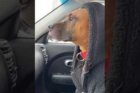 Funny Pup Despises The Cold Weather!