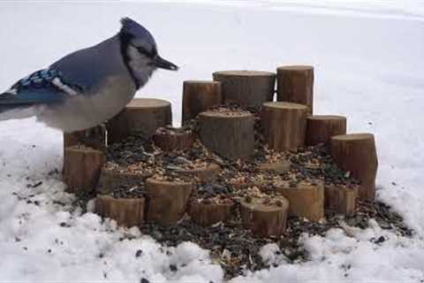 Backyard Birds and Squirrels Eating in the Snow - 10 Hours - Mar 08, 2023