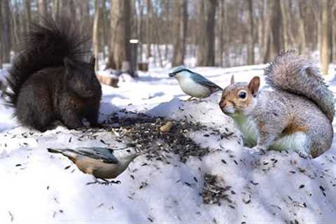 Birds and Squirrels in a Snowy Forest - 10 Hours - Mar 07, 2023