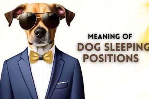 10 Dog Sleeping Positions and What they Mean