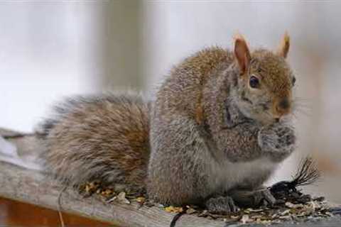 Backyard Squirrels Feeding in the Snow - 10 Hours - Mar 10, 2023