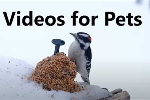 Seed Buffet for Woodpeckers and Backyard Birds - 10 Hours - Mar 06, 2023