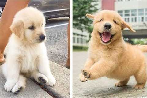 🥰The Best Adorable Golden in The Planet Makes Your Heart Melt 🐶|Cutest Puppies