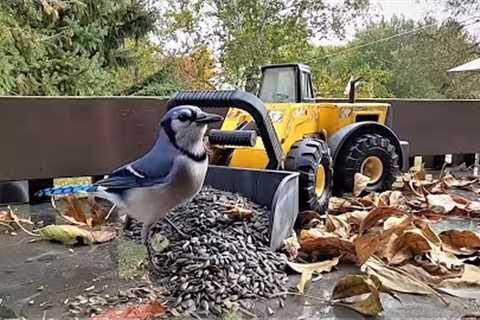 Blue Jays on the Job Site - 10 Hours - Mar 11, 2023