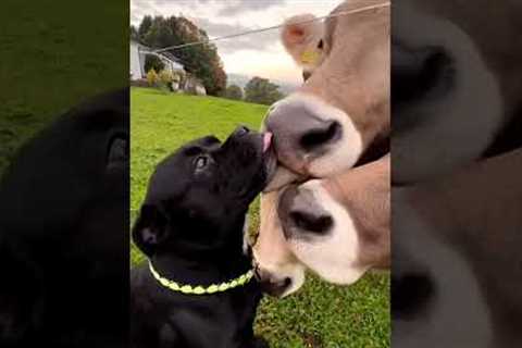 Barnyard Bros | Funniest Pets Of The Week