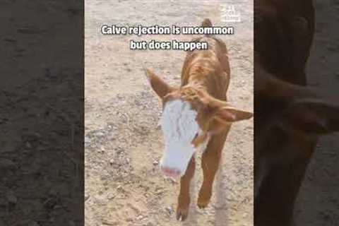 Baby Cow Rejected and Rescued |Hero of the Week