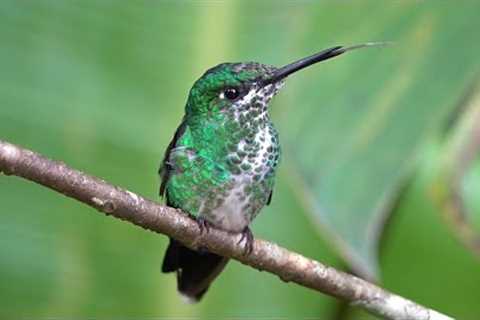 Wild Hummingbirds in Costa Rica - 10 Hours - Mar 13, 2023