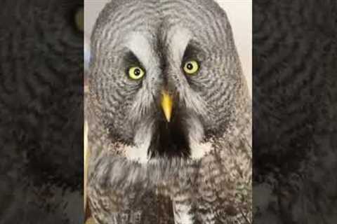 Wise Grey Owl Fails Staring Contest