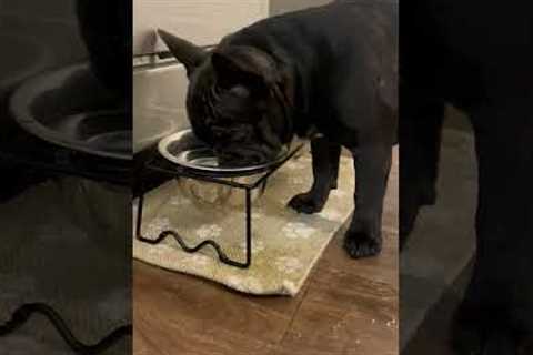 Dog Spills Water on Floor While Drinking From Her Bowl