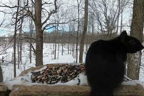 Black Squirrels, Blue Jays and Sparrows - 10 Hours - Mar 15, 2023