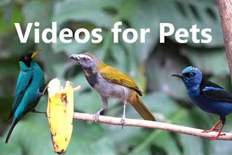 Exotic Birds of Costa Rica - 10 Hour Video for Pets and People - Mar 16, 2023