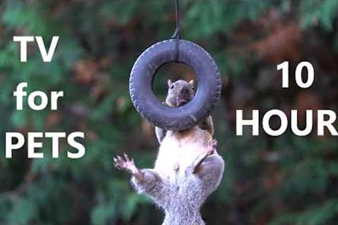 Birds and Squirrels Playing on the Tire Swing - 10 Hours - Mar 17, 2023