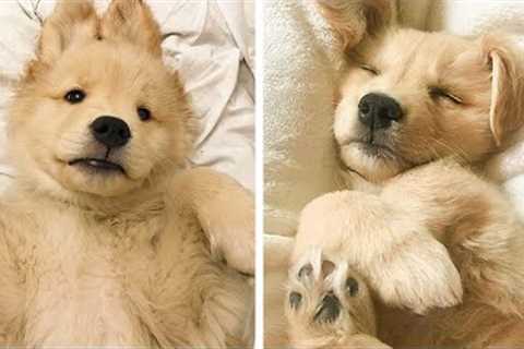 These Golden Puppies Are So Adorable!😋 See What Funny Actions They Are Doing 😍😋| Cute Puppies