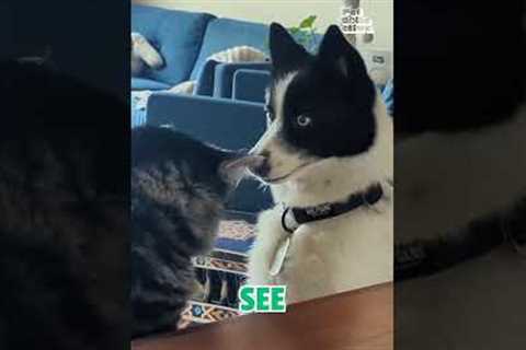 Amazing Dog Magic Trick