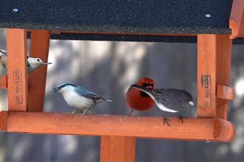 Birds and Squirrels at the Backyard Feeder - 10 Hours - Mar 20, 2023