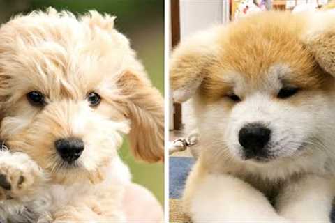 8+ Minutes of Cute & Funny Puppies that Will Make Your Day Full of Happiness 😍💕| Cutest Puppy