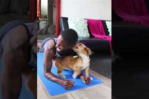 Cute Puppy Motivates Pet Parent Doing Yoga with Kisses!