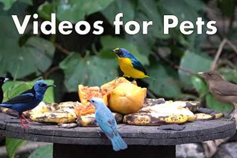 Beautiful Birds of Costa Rica - 10 Hour Video for Pets - Mar 22, 2023