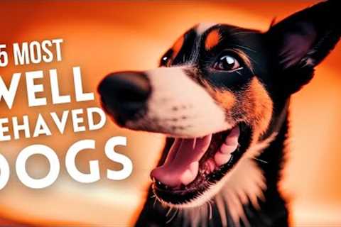 15 Most Well Behaved Dog Breeds