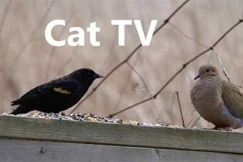 Red-winged Blackbirds, Blue Jays, Doves and More - 10 Hours - Mar 24, 2023