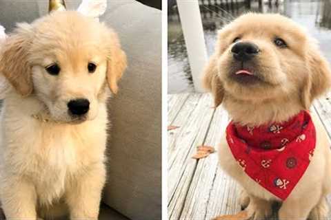 AWW 🥰 The Best Adorable Golden Puppies in The Planet Makes Your Heart Melt 🐶|Cutest Puppies