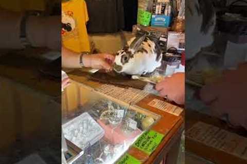 Funny Bunny Helps Hand Out Money! 🐰💸💰