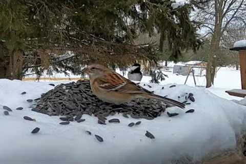 Backyard Birds in the Snow - 10 Hours - Mar 26, 2023