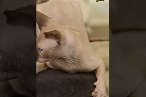 Shanna Moakler Loves Her Sphynx Cats 😻 | Show Us Your Pets