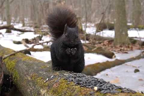 Black Squirrels and Animals in the Forest - 10 Hours - Mar 28, 2023