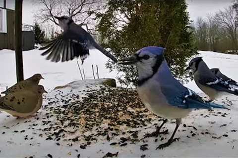 Blue Jays, Mourning Doves and Backyard Birds - 10 Hour Video for Pets - Mar 29, 2023