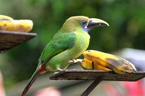 Emerald Toucanets, Motmots and Exotic Birds of Costa Rica - Video for Pets - Mar 30, 2023