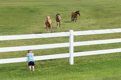 Cute Kid Summons Horses 😲 |  Funniest Pets Of The Month (March 2023)