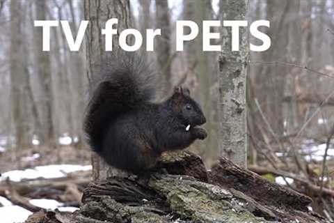 Black Squirrels and Friends in the Forest - 10 Hour Video for Pets - Mar 31, 2023