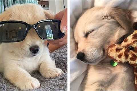 😍Cute Golden Puppies Videos that Will Make Your Day So Much Better 🐶| Cute Puppies